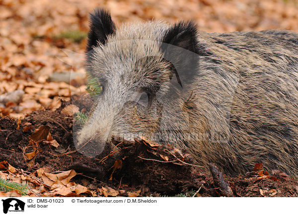 wild boar / DMS-01023