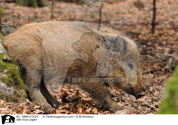 wild boar piglet / DMS-01024