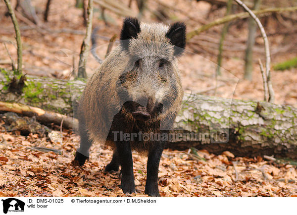 wild boar / DMS-01025