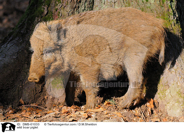 wild boar piglet / DMS-01033