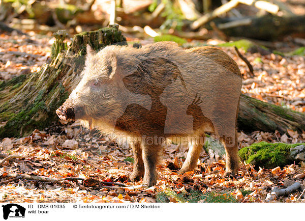 Wildschwein / wild boar / DMS-01035