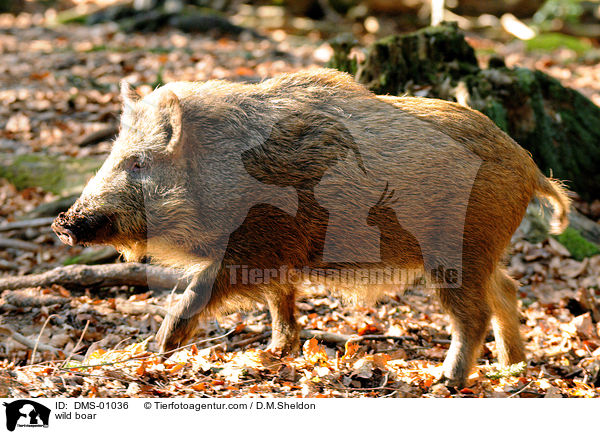 wild boar / DMS-01036