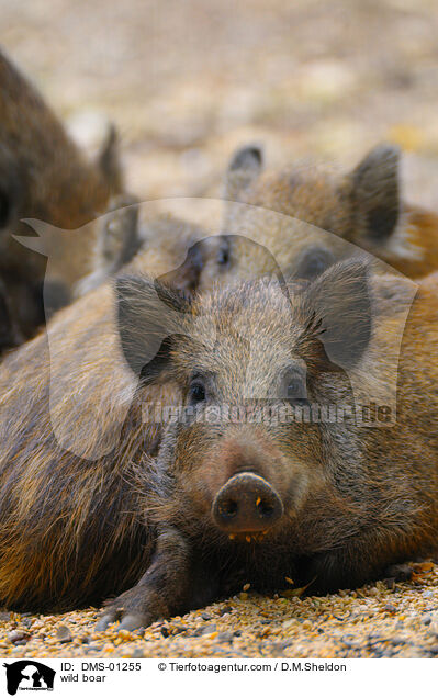 Wildschwein / wild boar / DMS-01255