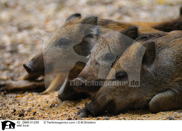 Wildschwein / wild boar / DMS-01256