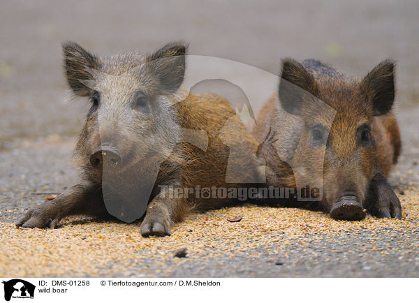 Wildschwein / wild boar / DMS-01258