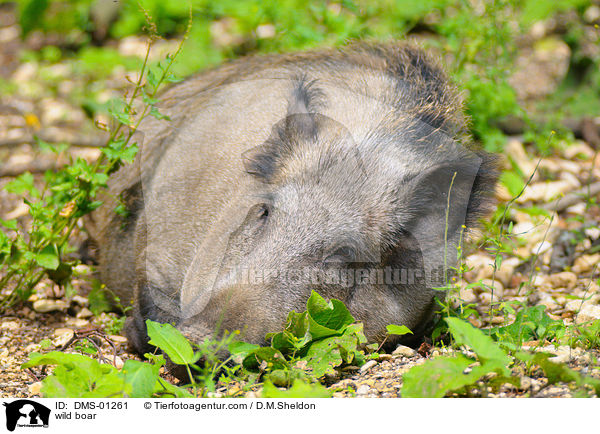 wild boar / DMS-01261