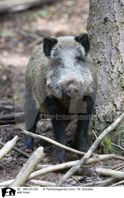 Wildschwein / wild boar / WS-03120