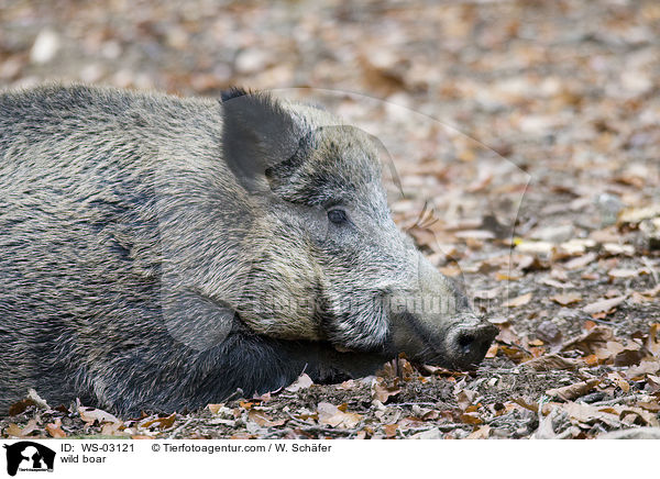 Wildschwein / wild boar / WS-03121