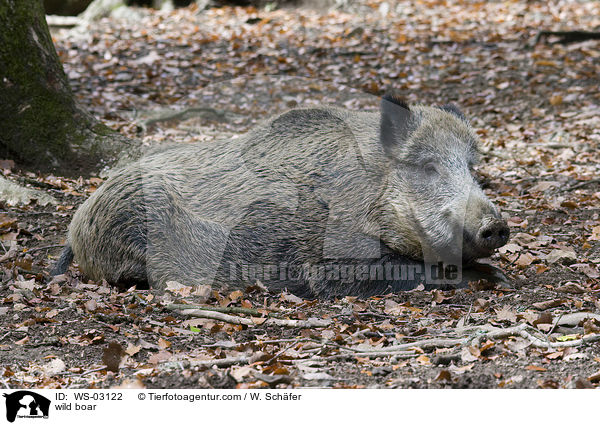 Wildschwein / wild boar / WS-03122