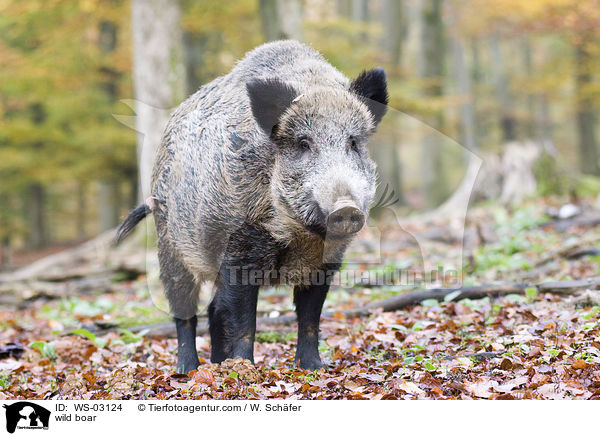 Wildschwein / wild boar / WS-03124