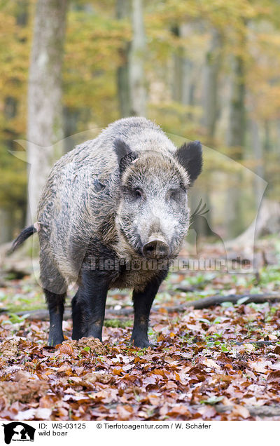 wild boar / WS-03125