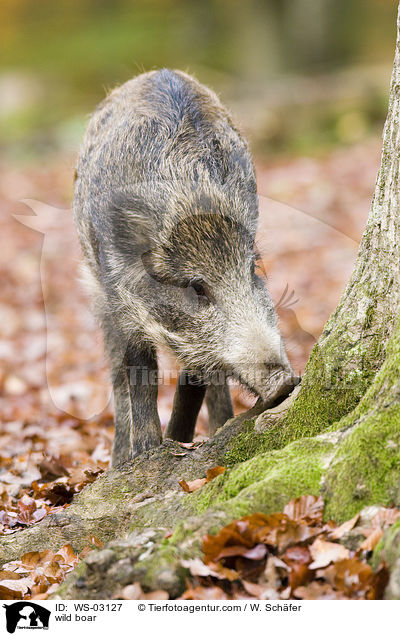 Wildschwein / wild boar / WS-03127