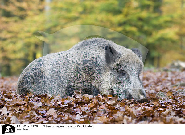 Wildschwein / wild boar / WS-03128