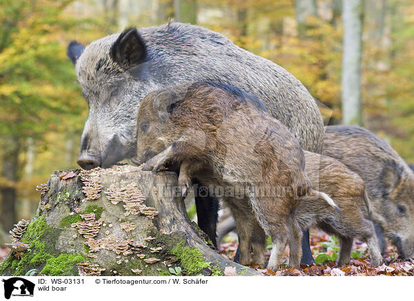 Wildschwein / wild boar / WS-03131