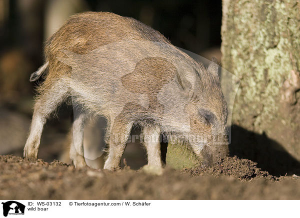 Wildschwein / wild boar / WS-03132