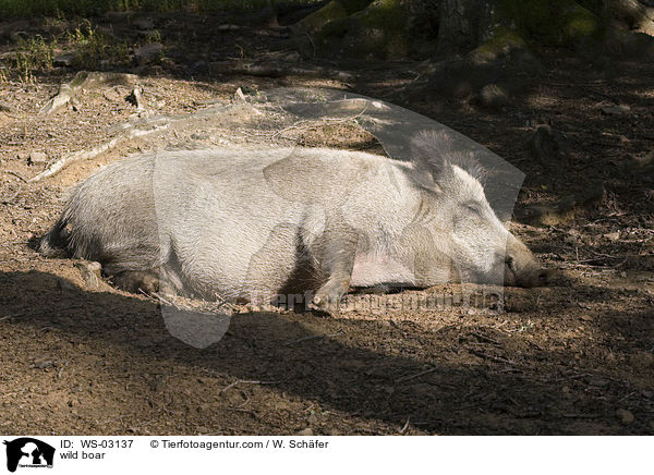 wild boar / WS-03137