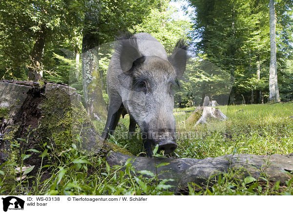 wild boar / WS-03138