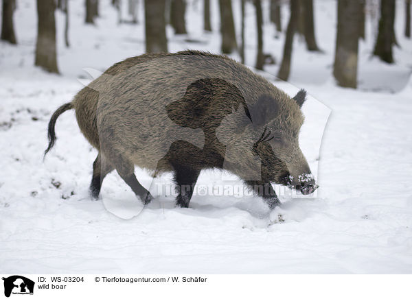 wild boar / WS-03204