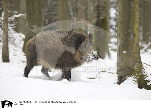 wild boar / WS-03208