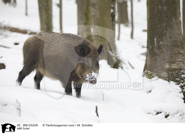 wild boar / WS-03209