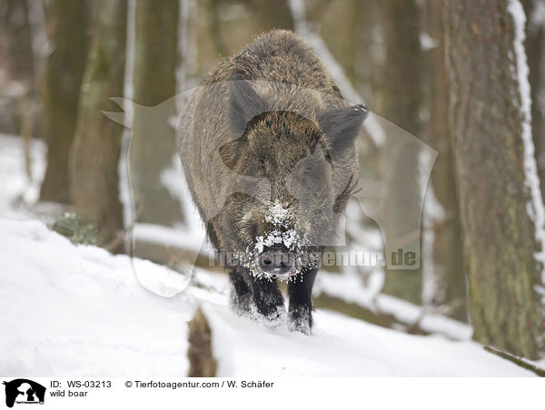 wild boar / WS-03213