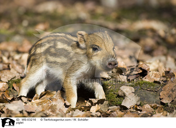 piglet / WS-03216