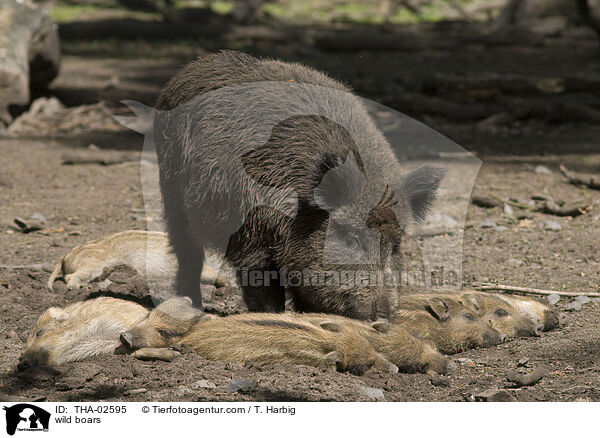 wild boars / THA-02595