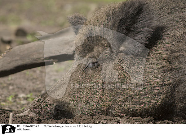 Wildschwein / wild boar / THA-02597