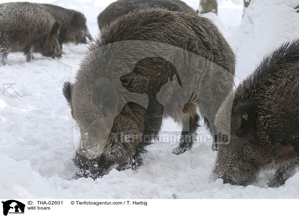 Wildschweine / wild boars / THA-02601