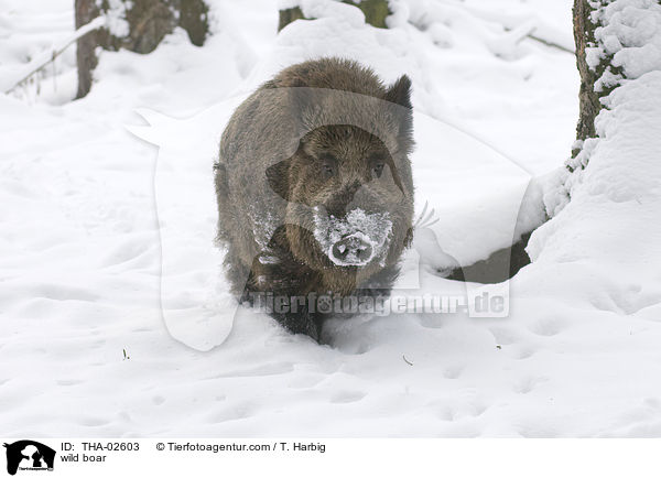 wild boar / THA-02603