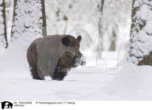 Wildschwein / wild boar / THA-02605