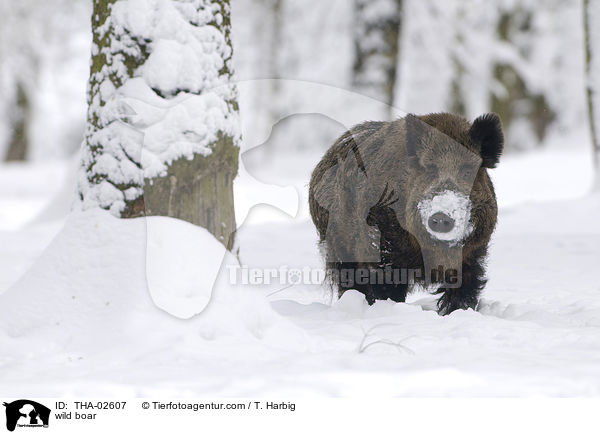wild boar / THA-02607