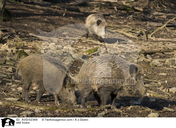 Wildschweine / wild boars / AVD-02368