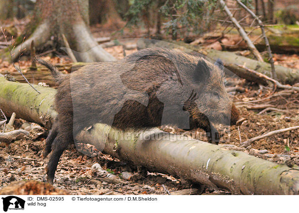 wild hog / DMS-02595