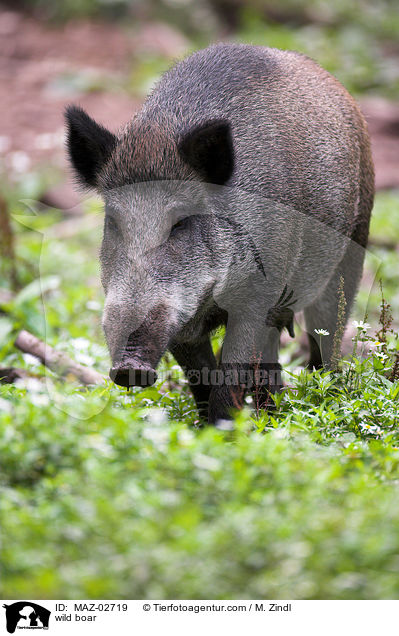 Wildschwein / wild boar / MAZ-02719