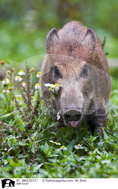Wildschwein / wild boar / MAZ-02721