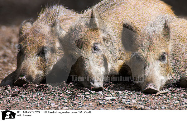 Wildschweine / wild boars / MAZ-02723