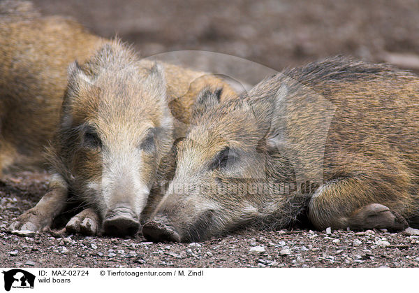 Wildschweine / wild boars / MAZ-02724