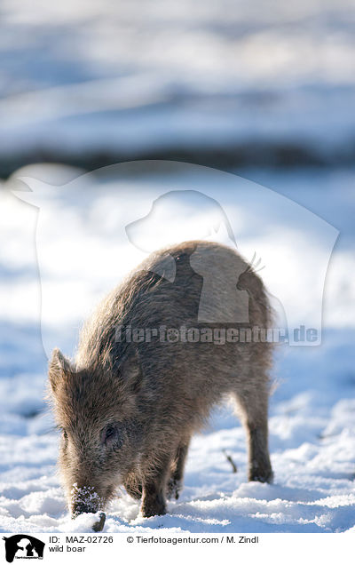Wildschwein / wild boar / MAZ-02726