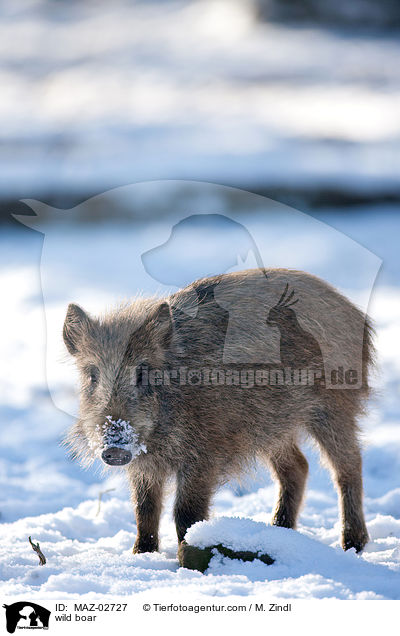 Wildschwein / wild boar / MAZ-02727