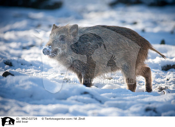 Wildschwein / wild boar / MAZ-02728