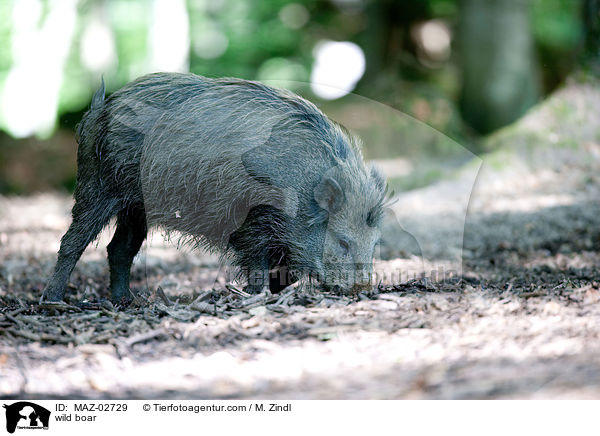 Wildschwein / wild boar / MAZ-02729
