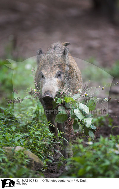 Wildschwein / wild boar / MAZ-02733