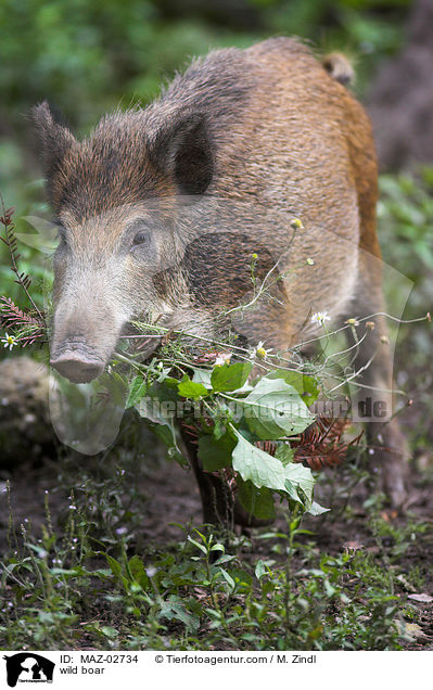 Wildschwein / wild boar / MAZ-02734