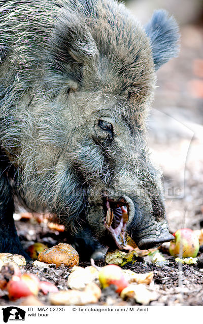Wildschwein / wild boar / MAZ-02735
