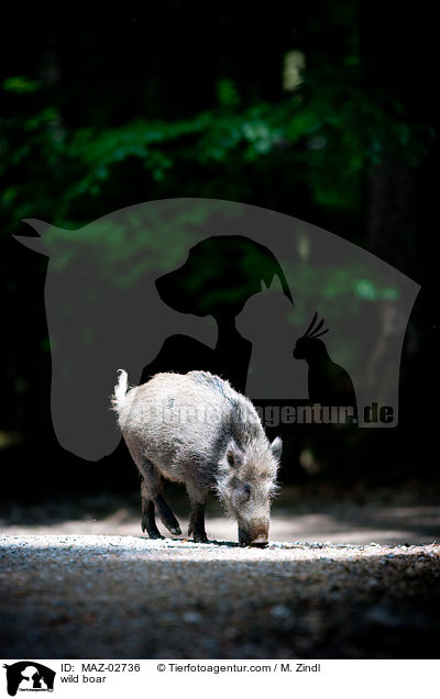 Wildschwein / wild boar / MAZ-02736