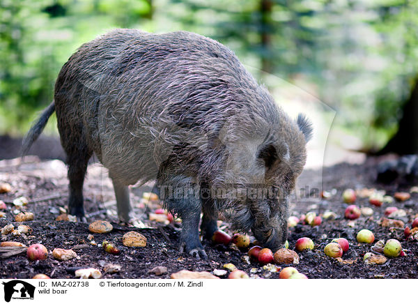 Wildschwein / wild boar / MAZ-02738