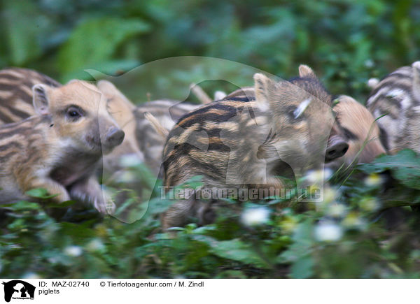 Frischlinge / piglets / MAZ-02740