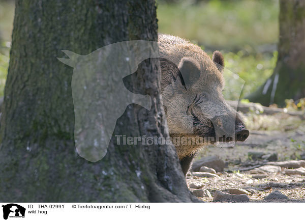 Wildschwein / wild hog / THA-02991