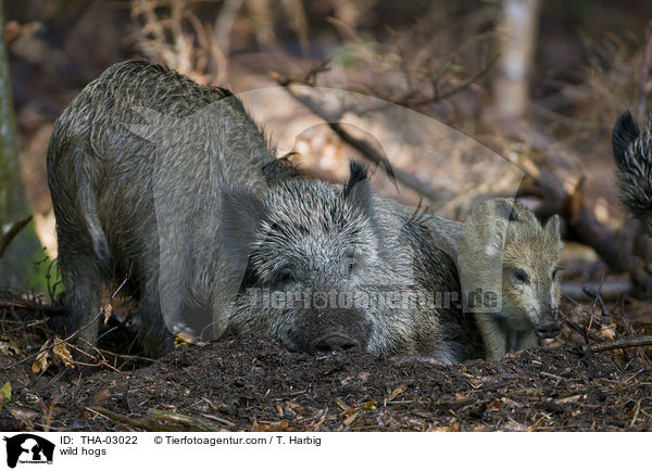 Wildschweine / wild hogs / THA-03022